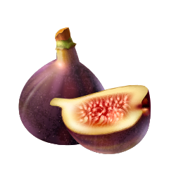 Fig