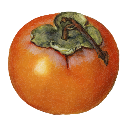 Persimmon $10.00